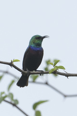 Cinnyris bifasciatus