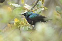 Cinnyris bifasciatus