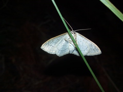 Scopula sanguinisecta