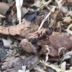 Veromessor chicoensis