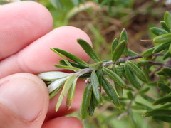 Westringia fruticosa
