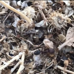 Veromessor chicoensis