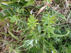 Westringia fruticosa