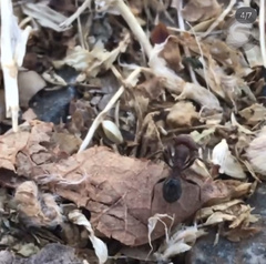 Veromessor chicoensis