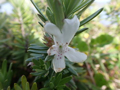 Westringia fruticosa