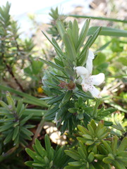 Westringia fruticosa