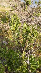 Flourensia thurifera