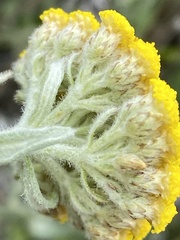 Helichrysum dasyanthum