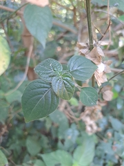 Phaulopsis imbricata