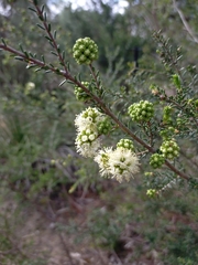 Kunzea glabrescens