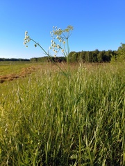 Chaerophyllum prescottii