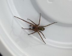 Amaurobius