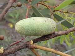 Apiomorpha ovicoloides