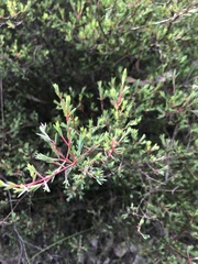 Darwinia biflora