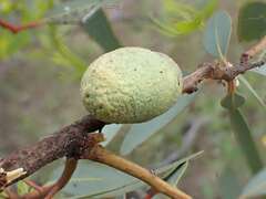 Apiomorpha ovicoloides