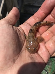 Tridentiger barbatus