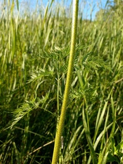 Chaerophyllum prescottii