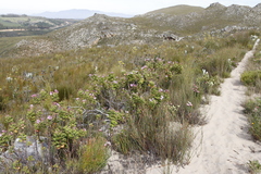 Pelargonium cucullatum strigifolium