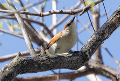 Certhiaxis cinnamomeus