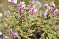 Pelargonium cucullatum strigifolium
