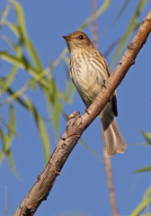 Myiophobus fasciatus