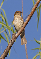 Myiophobus fasciatus