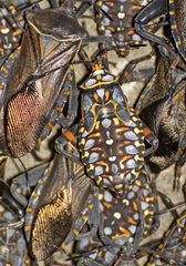 Pachylis argentinus