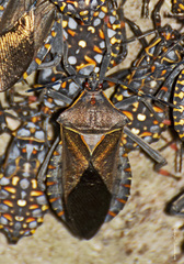 Pachylis argentinus