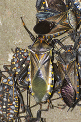 Pachylis argentinus