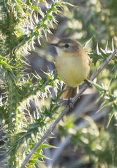 Polystictus pectoralis