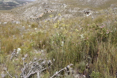 Osteospermum junceum