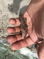 Tridentiger barbatus