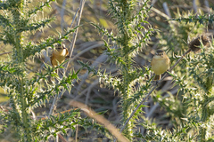 Polystictus pectoralis