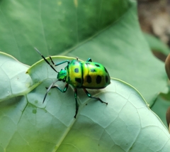 Chrysocoris