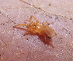 Caponia