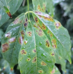 Phragmidium violaceum