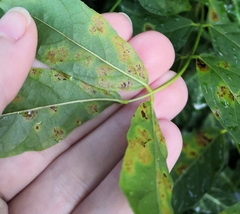 Phragmidium violaceum