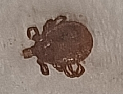 Amblyomma