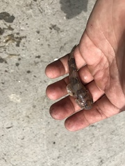 Tridentiger barbatus