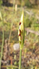 Leucocoryne purpurea