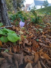 Crocus speciosus