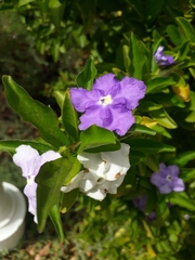 Brunfelsia