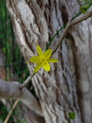 Tricoryne elatior
