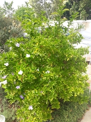 Brunfelsia