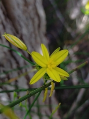 Tricoryne elatior