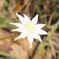 Actinotus minor