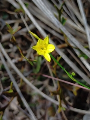 Tricoryne elatior