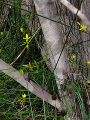 Tricoryne elatior