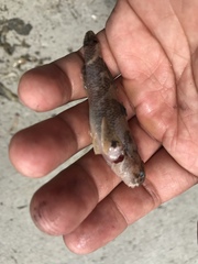 Tridentiger barbatus