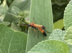 Ctenochares bicolorus